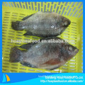 500-800g excellent quality frozen fresh tilapia fish